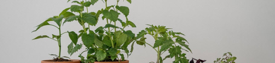 automatyczne growboxy do uprawy roślin